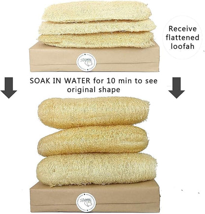 Natural Whole Loofah Sponge (Pack 3) - Exfoliating Body for Bath or Dish Scrubber for Kitchen - 100% Biodegradable Compostable, Dishwashing Scouring Pad, Zero Waste - Image 2
