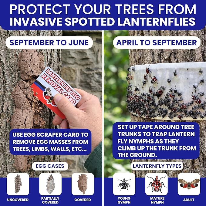 Spotted Lantern Fly Trap for Trees. 3 Sticky Fly Paper Rolls with Pins and Egg Scraper. Bug Tree Tape Wrap Ant Barrier Spotted Lanternfly Killer. Lantern Flies Tape for Trees Glue Insect Barrier